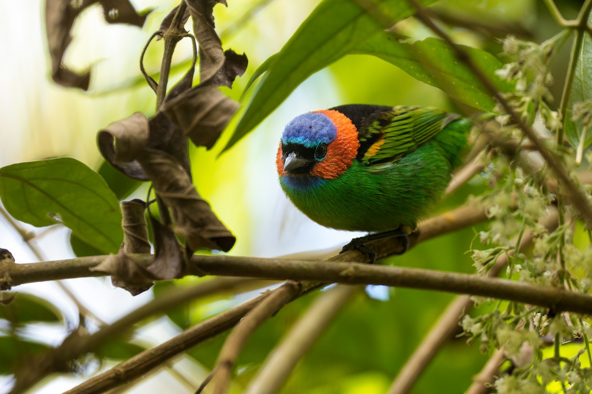 Red-necked Tanager - ML641665765