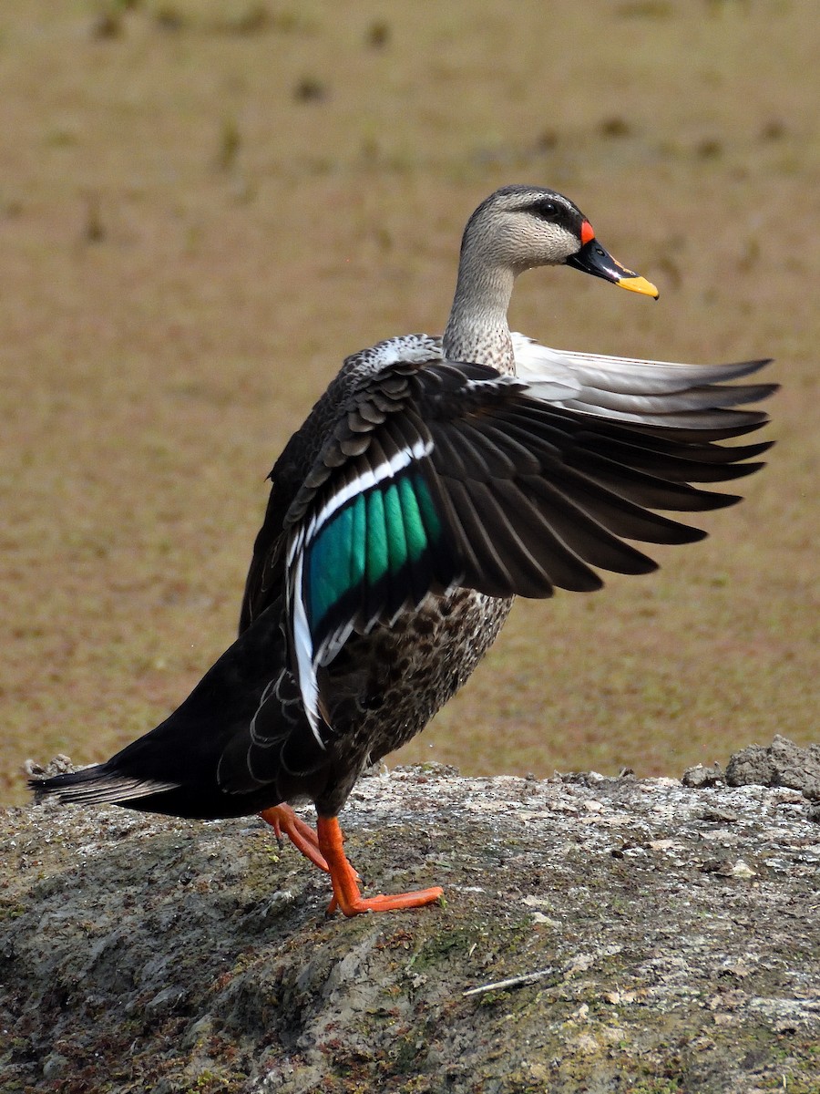 Indian Spot-billed Duck - ML641665774