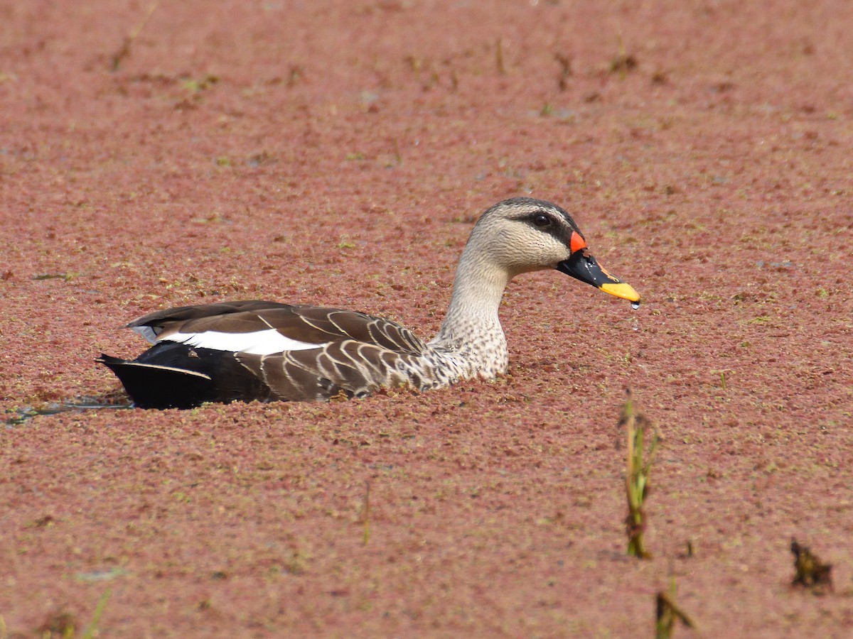 Indian Spot-billed Duck - ML641665777