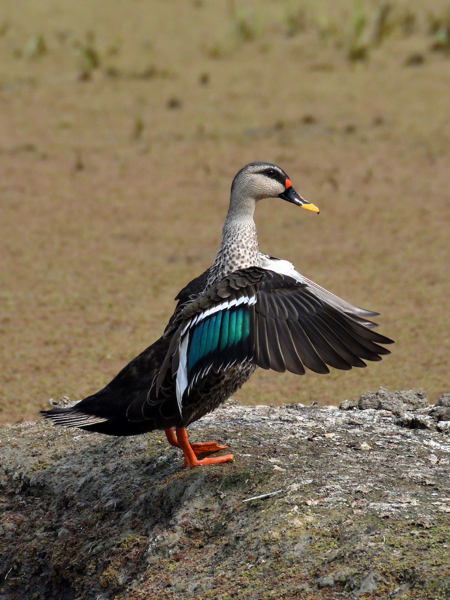 Indian Spot-billed Duck - ML641665779