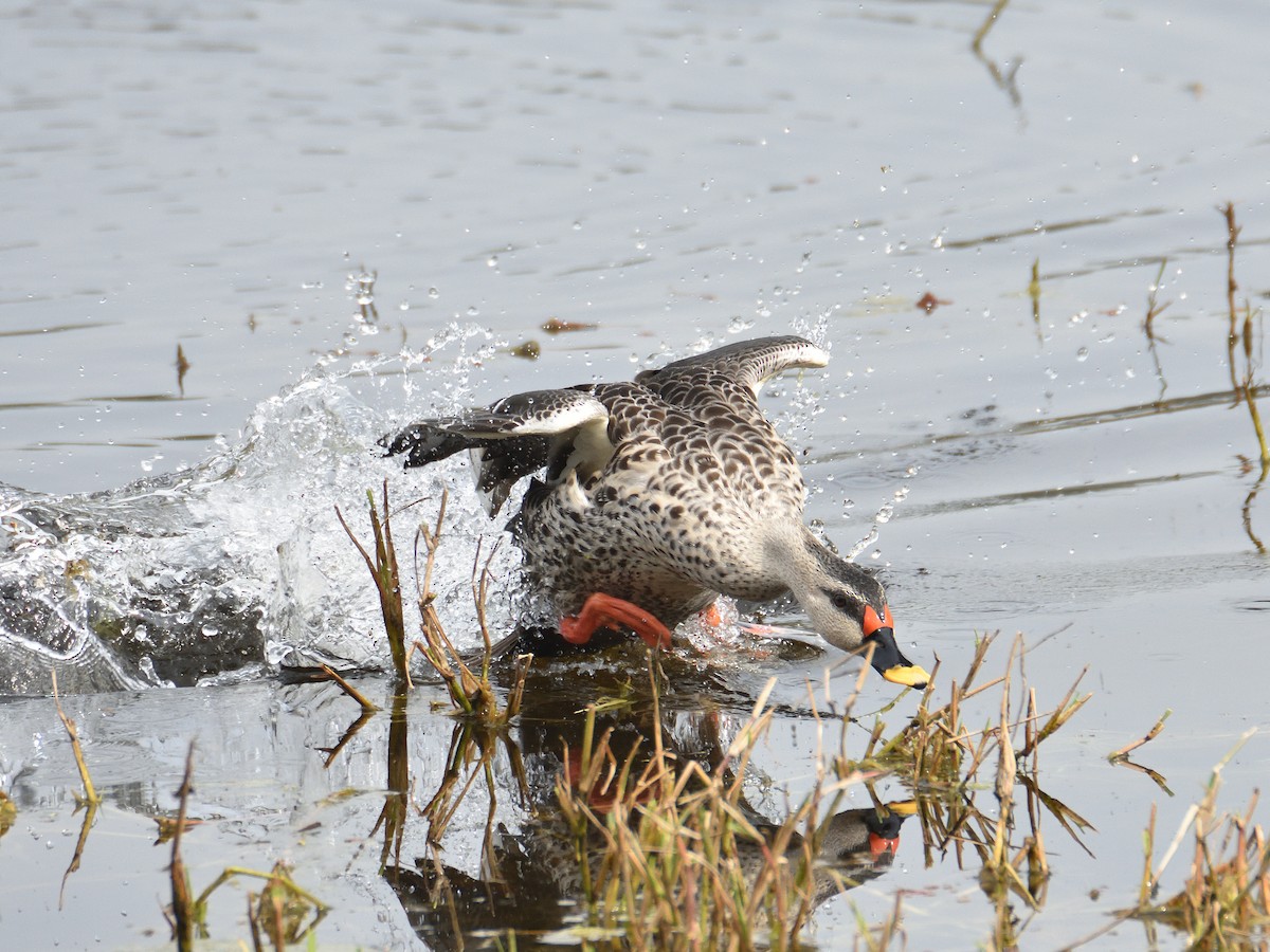 Indian Spot-billed Duck - ML641665782