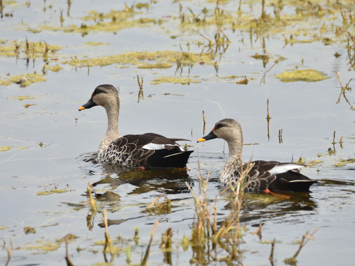 Indian Spot-billed Duck - ML641665783