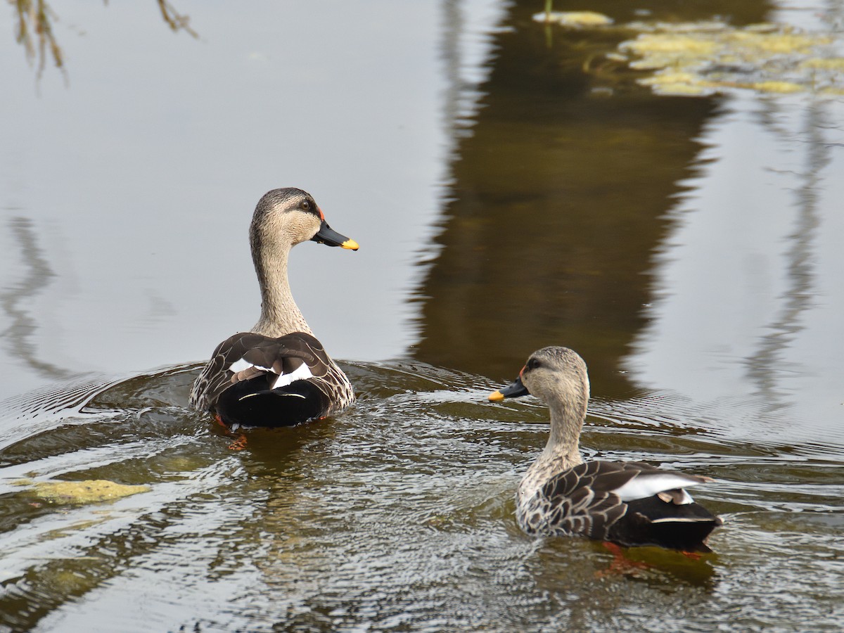 Indian Spot-billed Duck - ML641665784