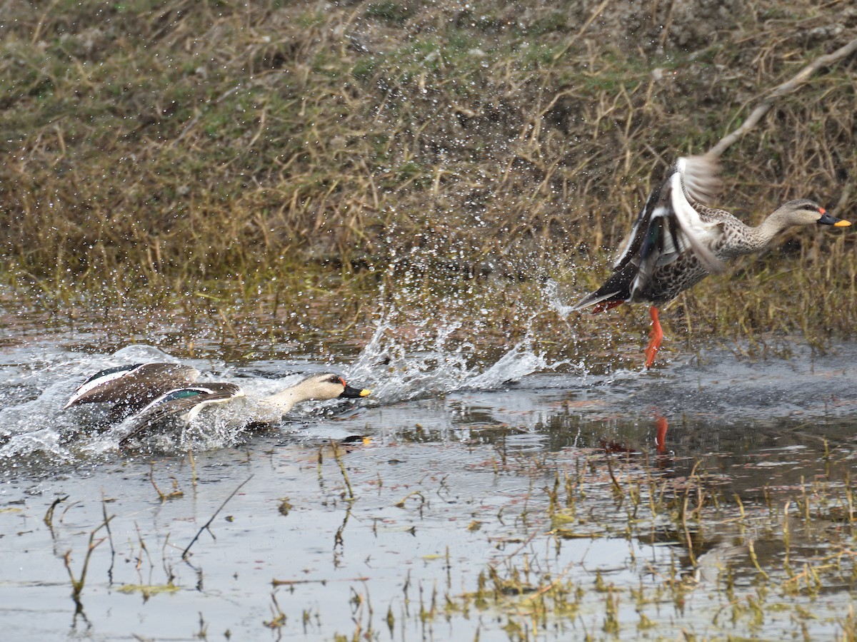 Indian Spot-billed Duck - ML641665788