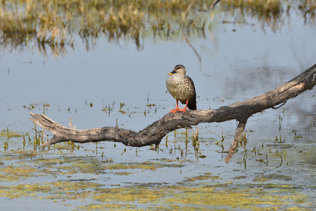 Indian Spot-billed Duck - ML641665789