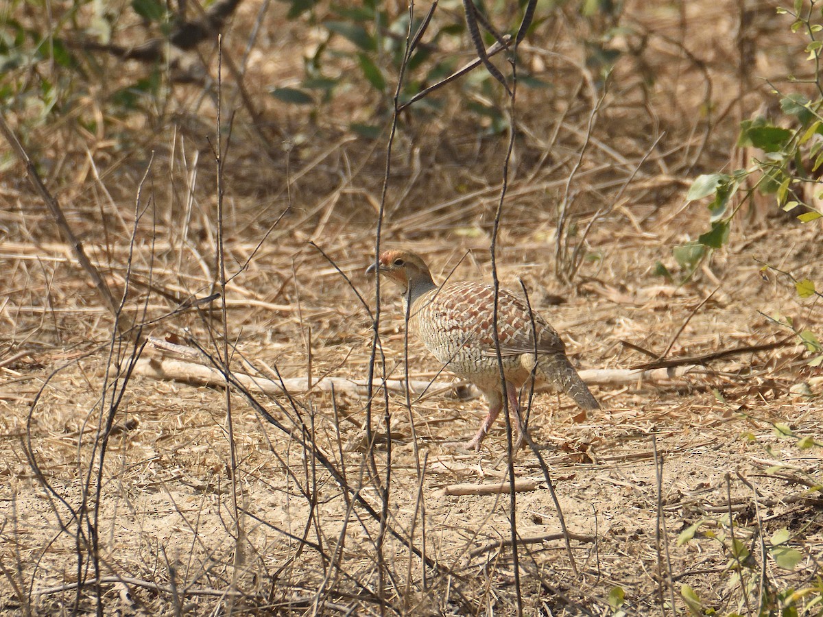 Gray Francolin - ML641665804