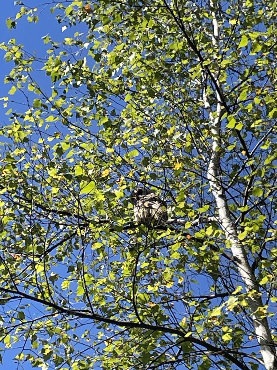 Barred Owl - ML641665813