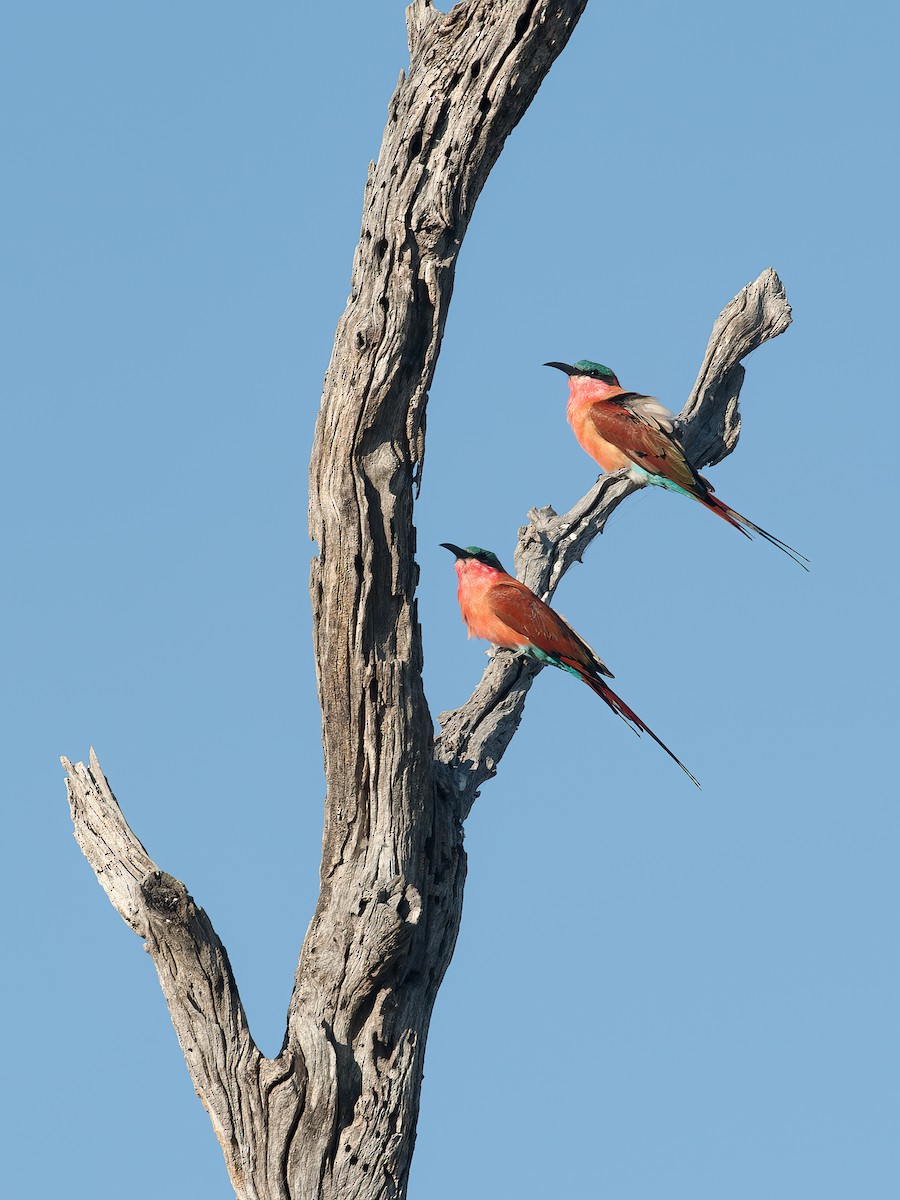 Southern Carmine Bee-eater - ML641665815