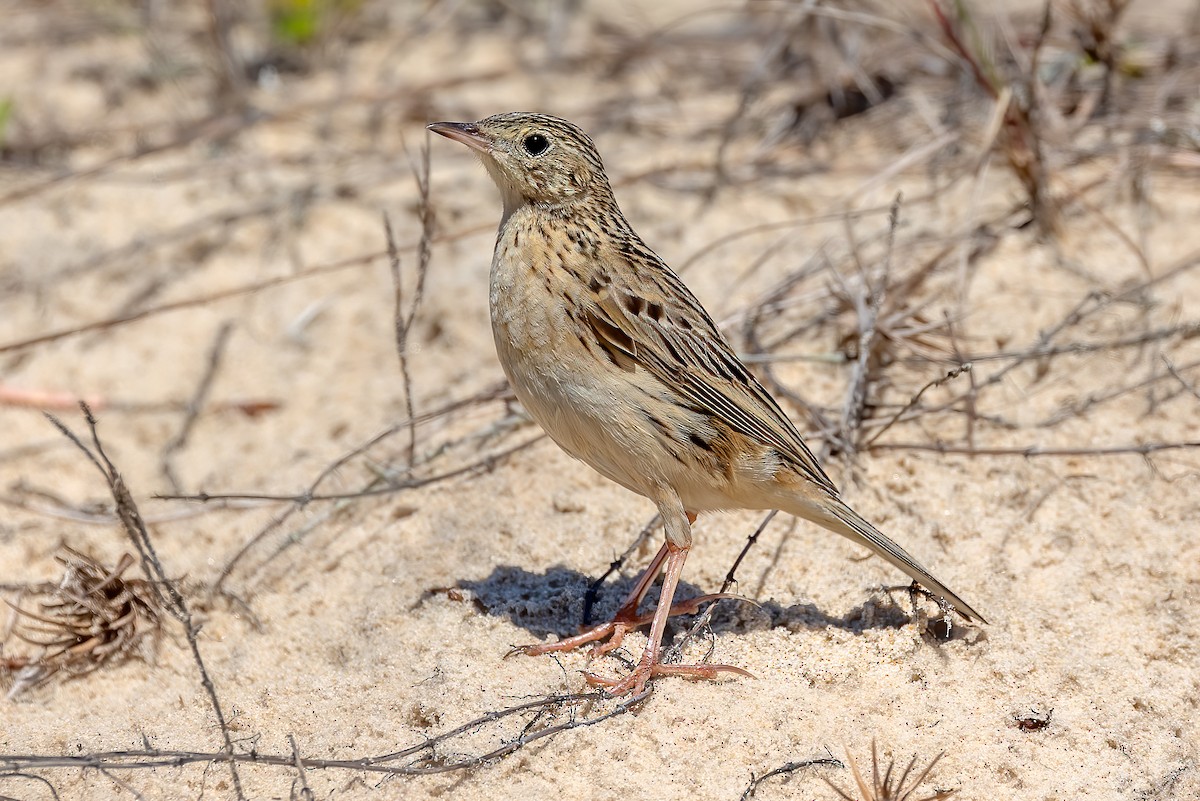 Pipit de Hellmayr - ML641665909