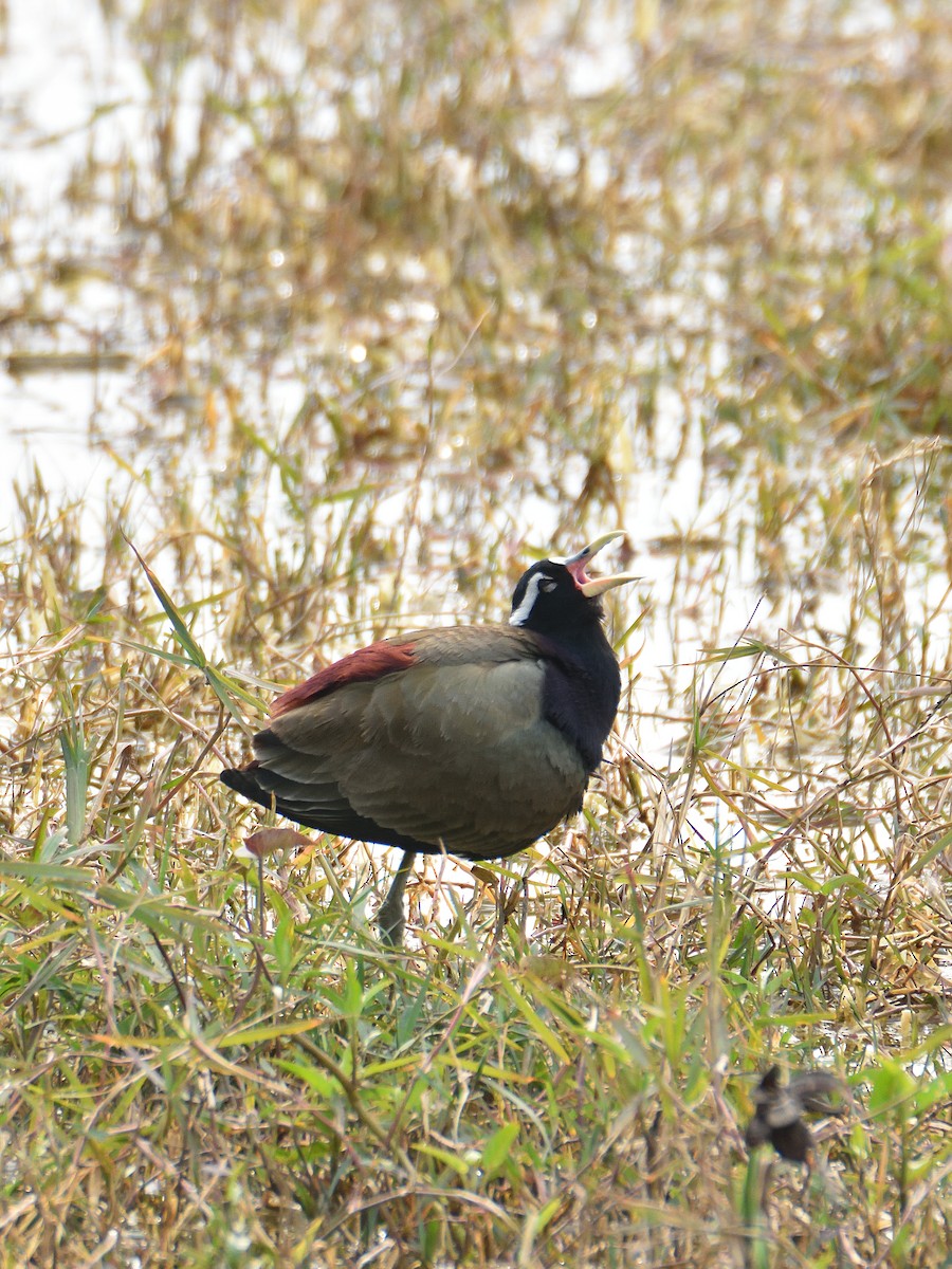 Bronze-winged Jacana - ML641665963