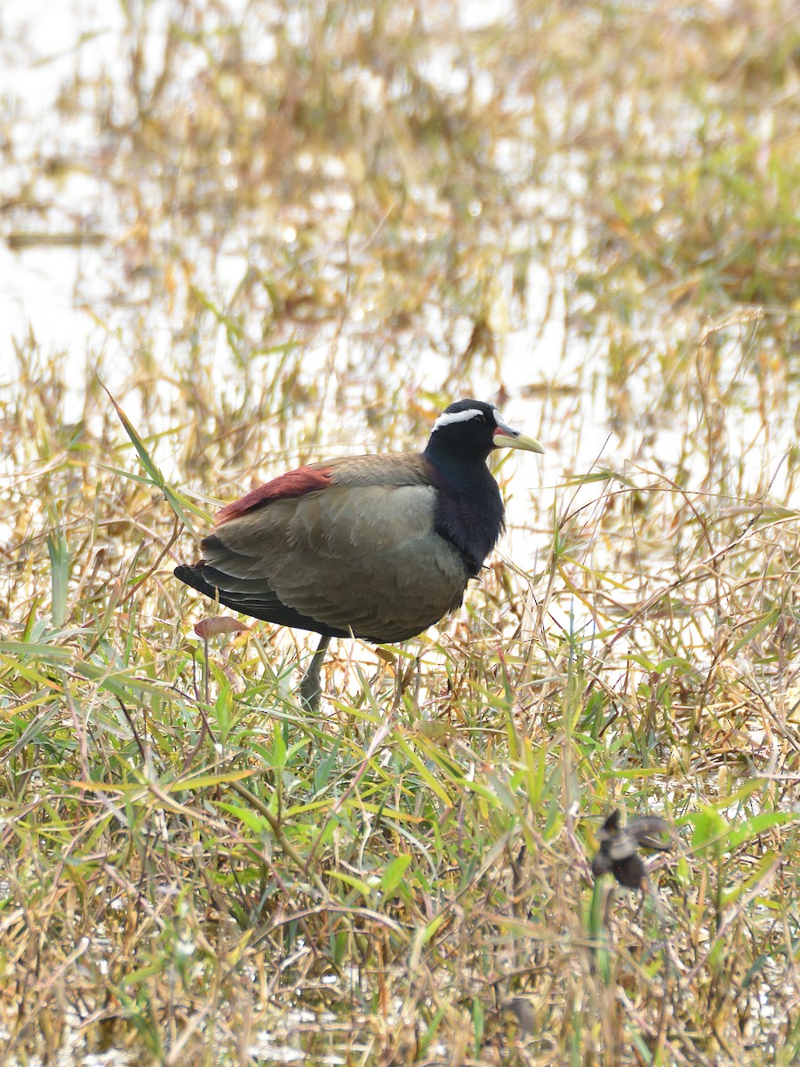 Bronze-winged Jacana - ML641665964