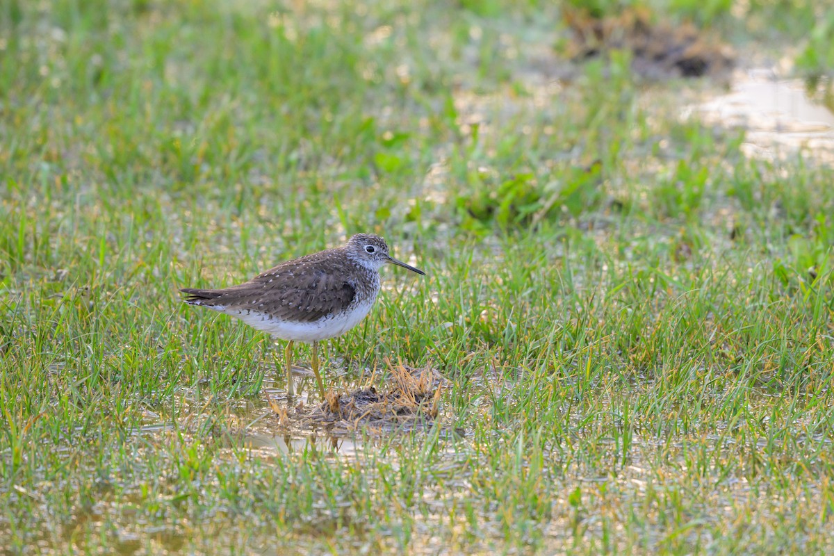 Solitary Sandpiper - ML641665978