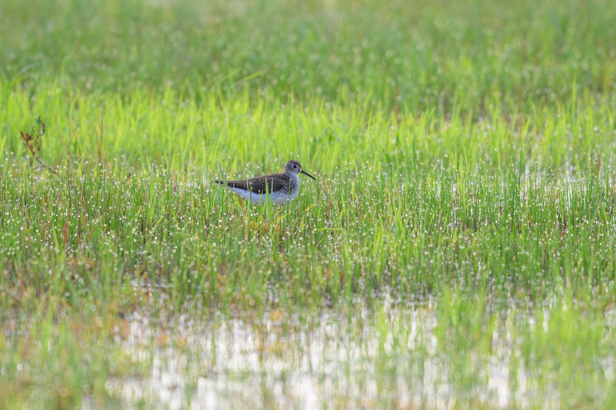 Solitary Sandpiper - ML641665984
