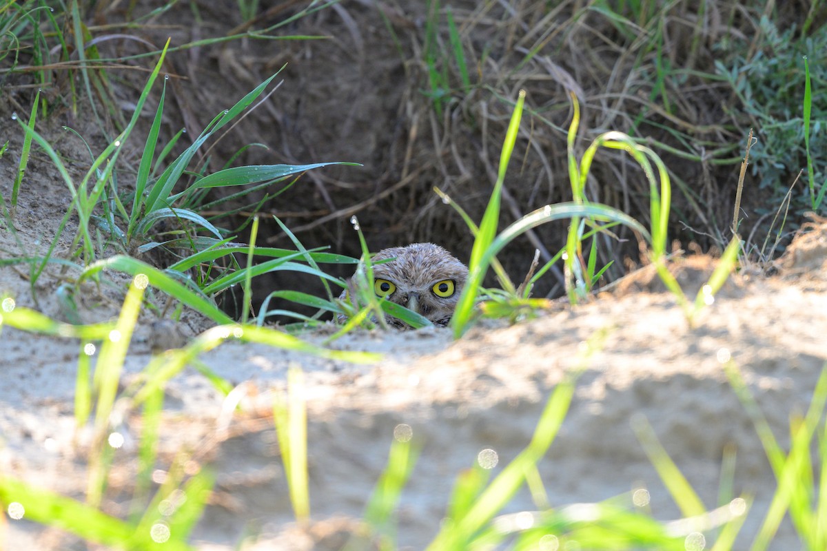 Burrowing Owl - ML641666006
