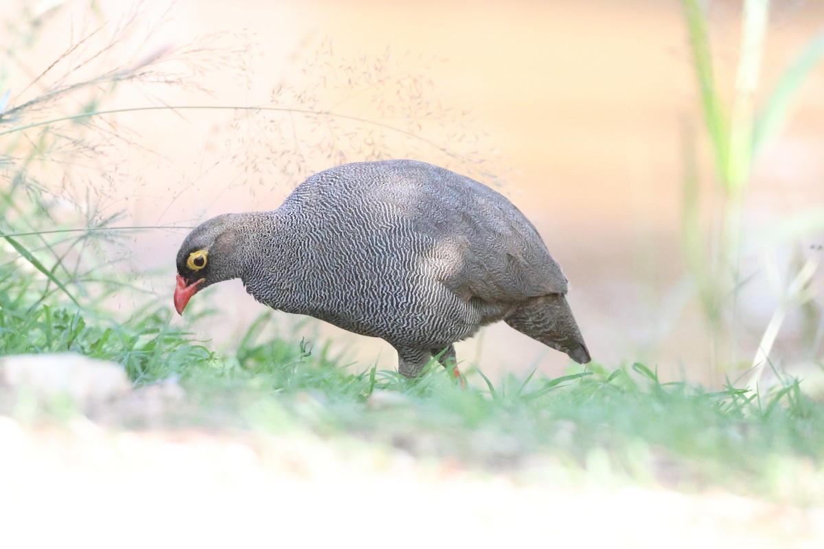 Red-billed Spurfowl - ML641666007