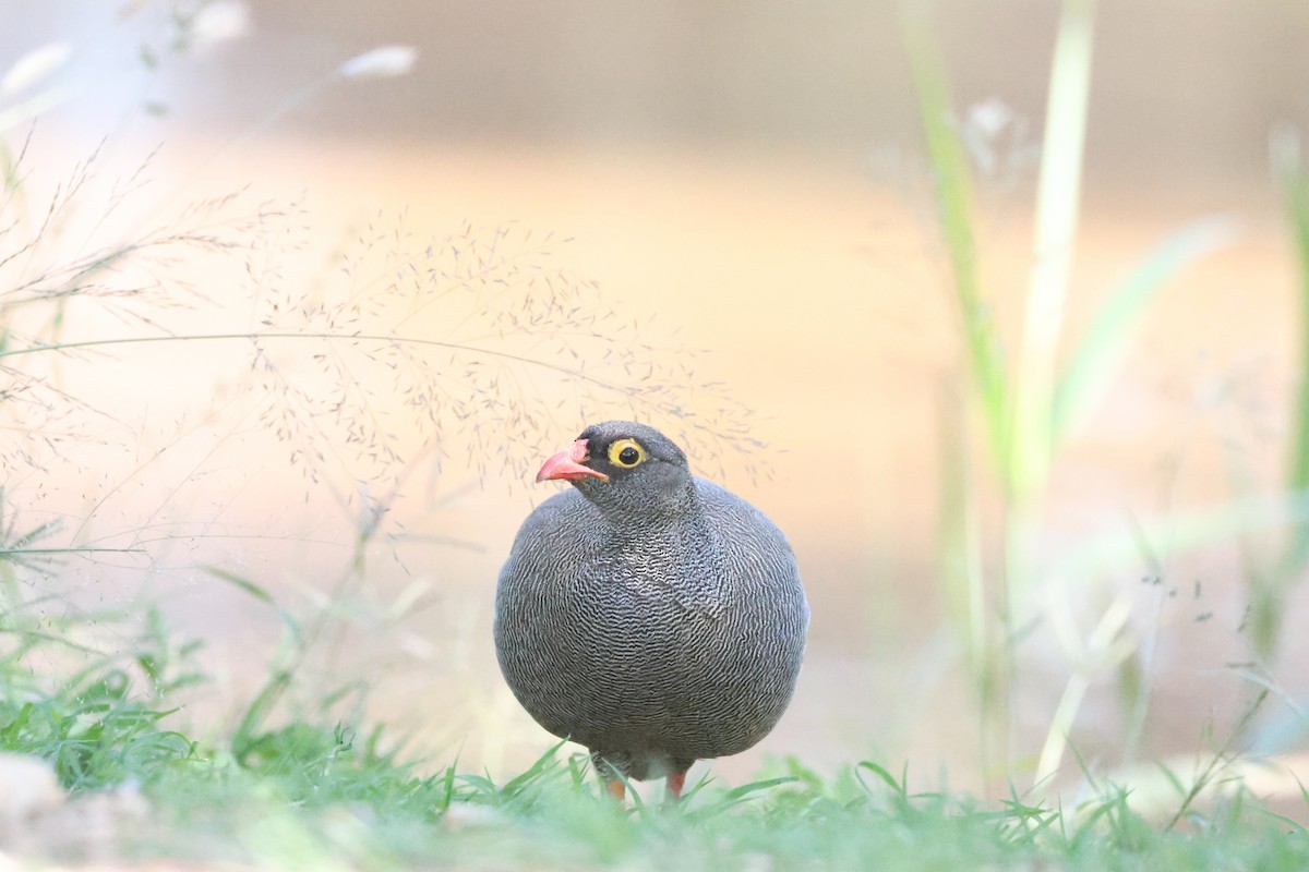 Red-billed Spurfowl - ML641666008