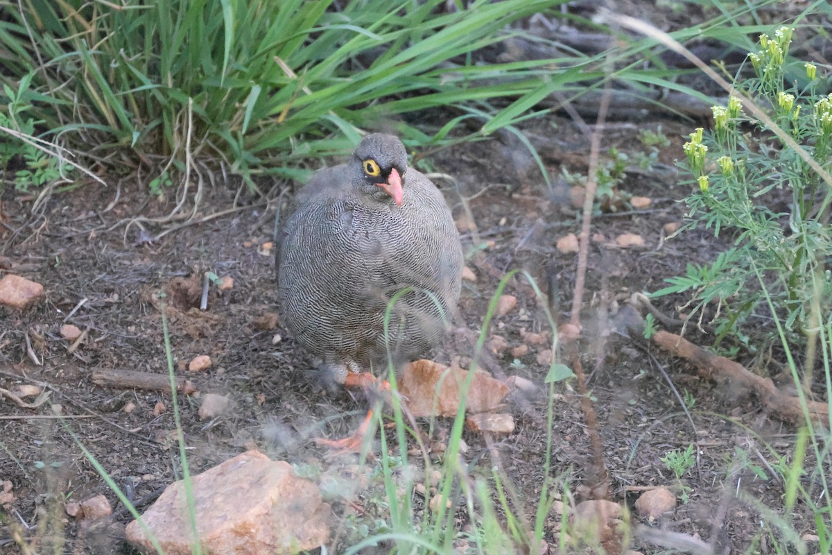 Red-billed Spurfowl - ML641666009