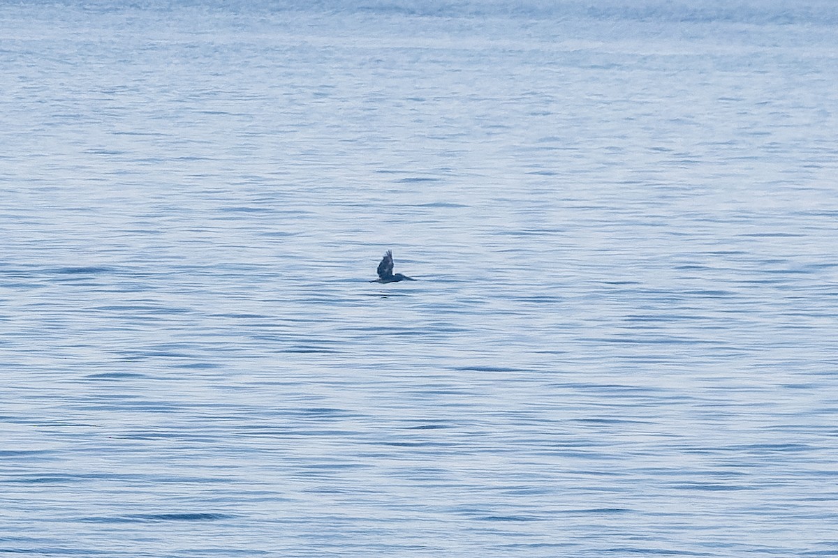 Brown Pelican - ML641666022
