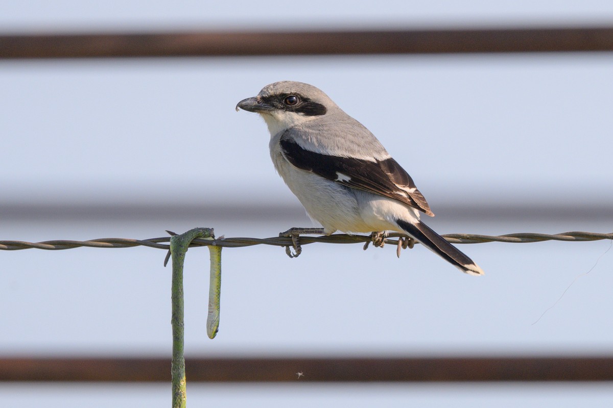 Loggerhead Shrike - ML641666041