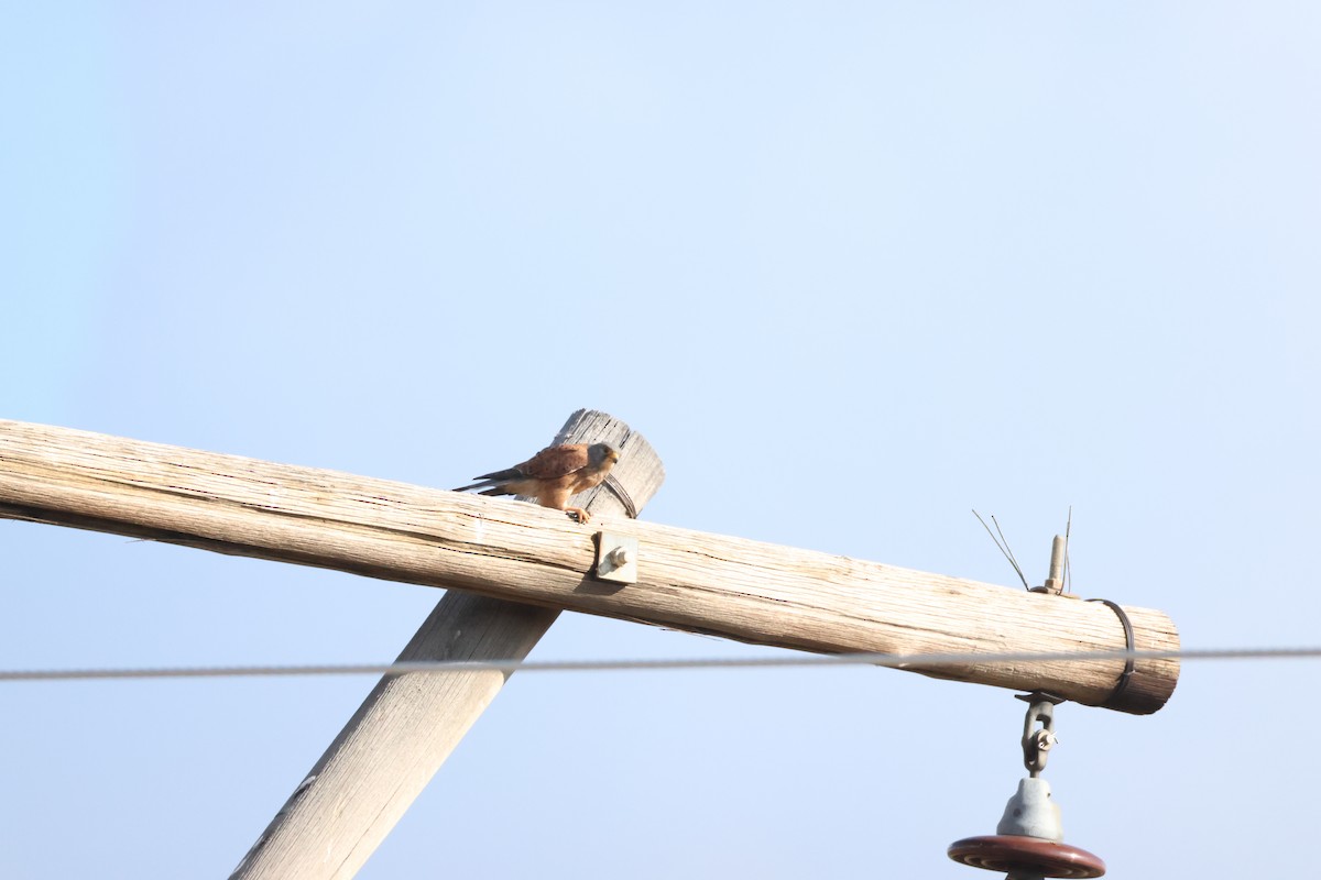 Rock Kestrel - ML641666056