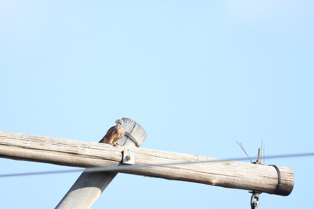Rock Kestrel - ML641666057