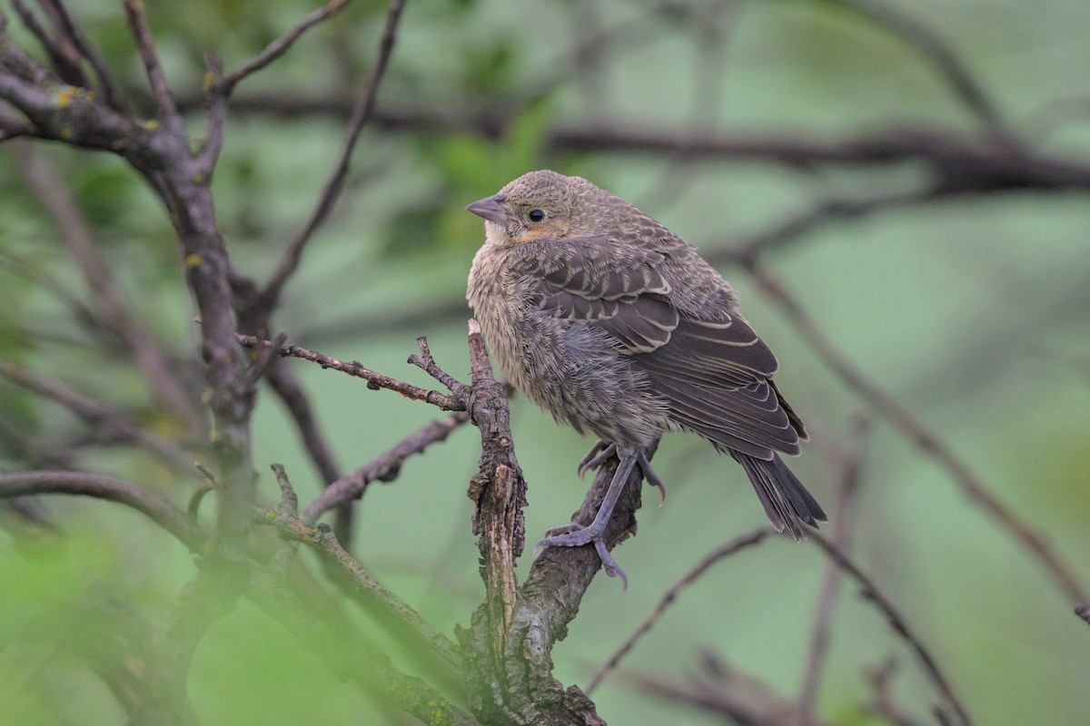 Brown-headed Cowbird - ML641666108