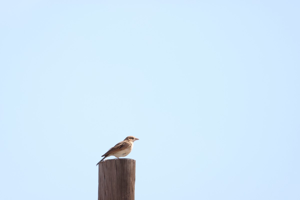 Fawn-colored Lark - ML641666118