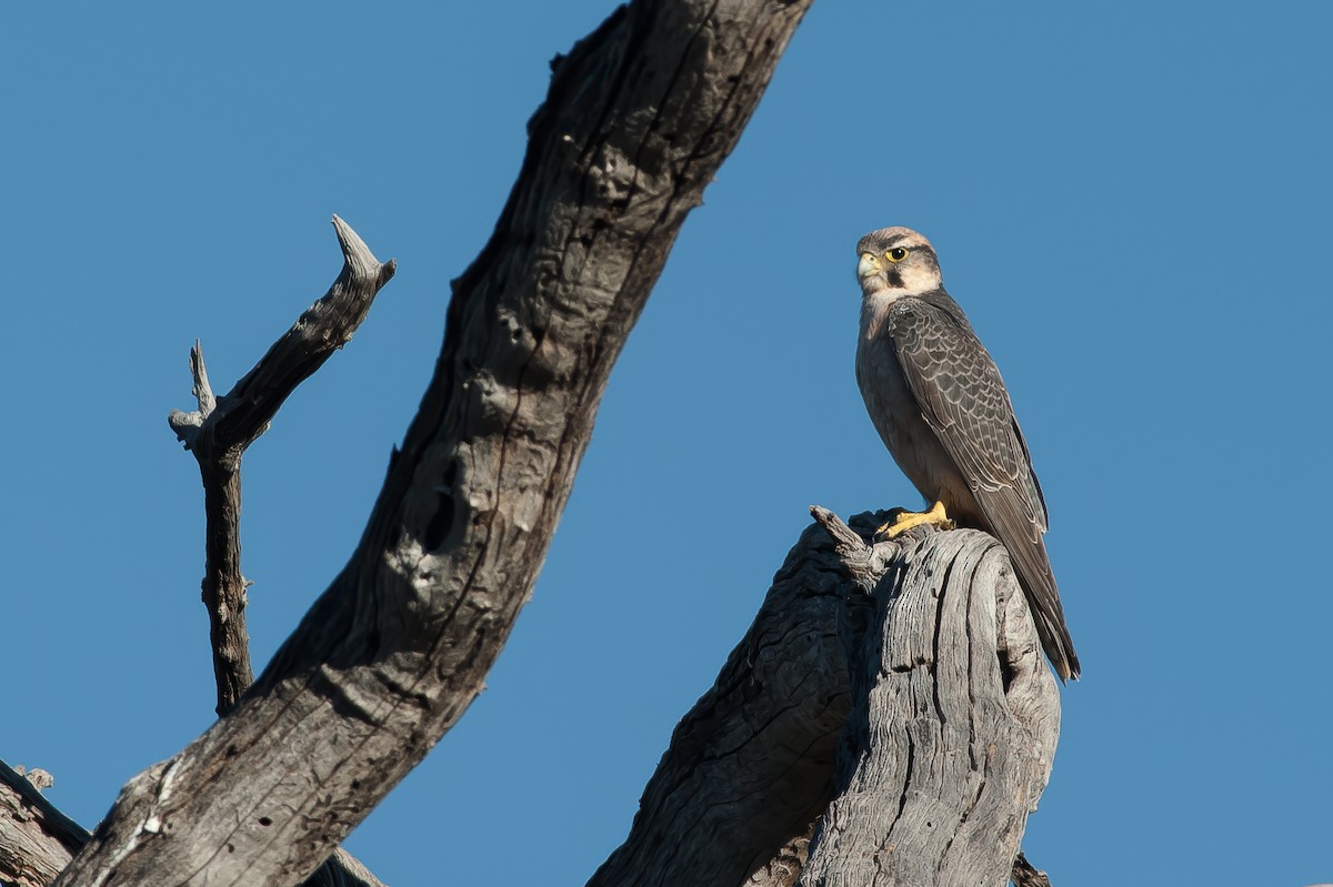 Lanner Falcon - ML641666136