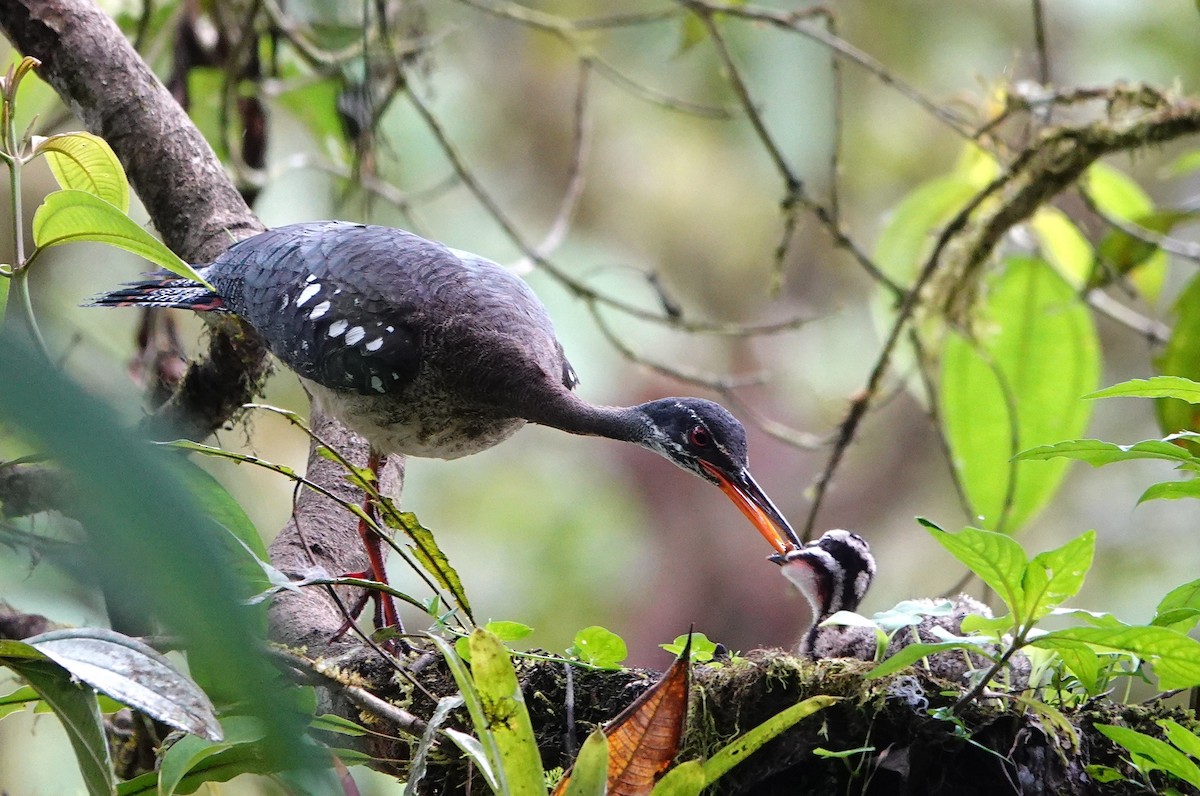 Sunbittern (Northern) - ML641666183