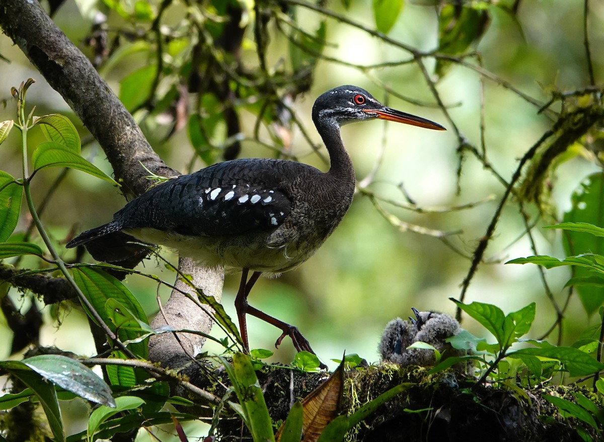 Sunbittern (Northern) - ML641666197