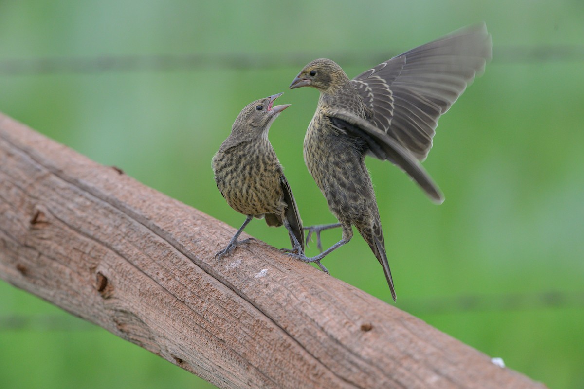 Brown-headed Cowbird - ML641666219