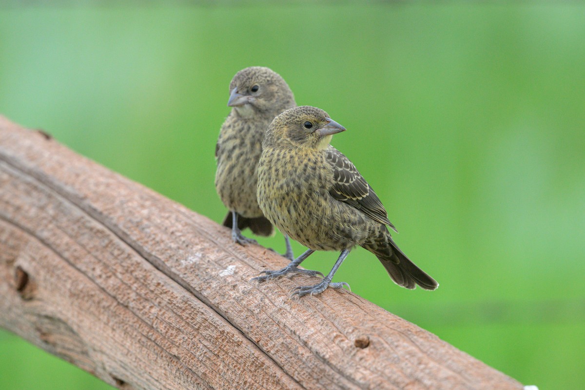 Brown-headed Cowbird - ML641666220