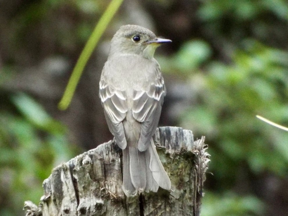 Western Wood-Pewee - ML641666235