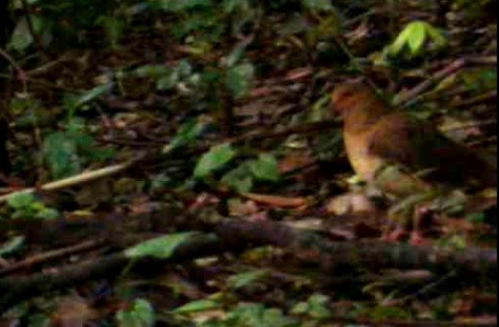 Ruddy Quail-Dove - ML641666241