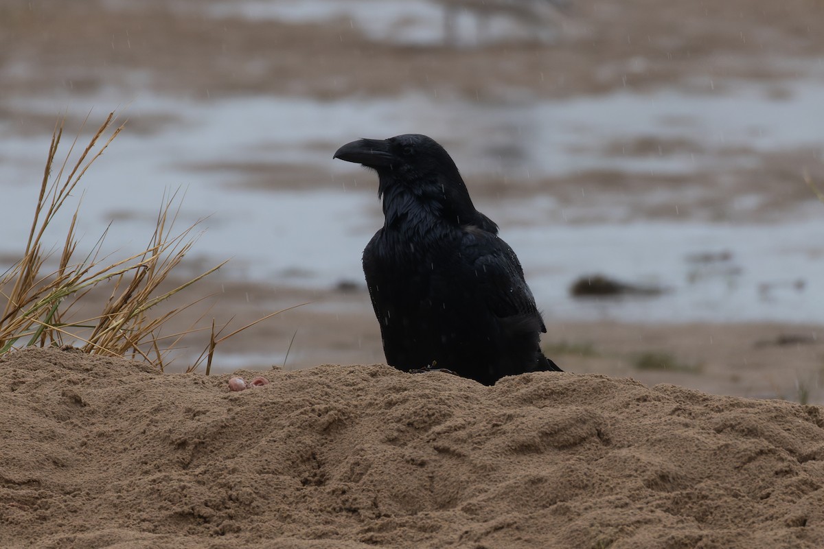 Common Raven - ML641666248