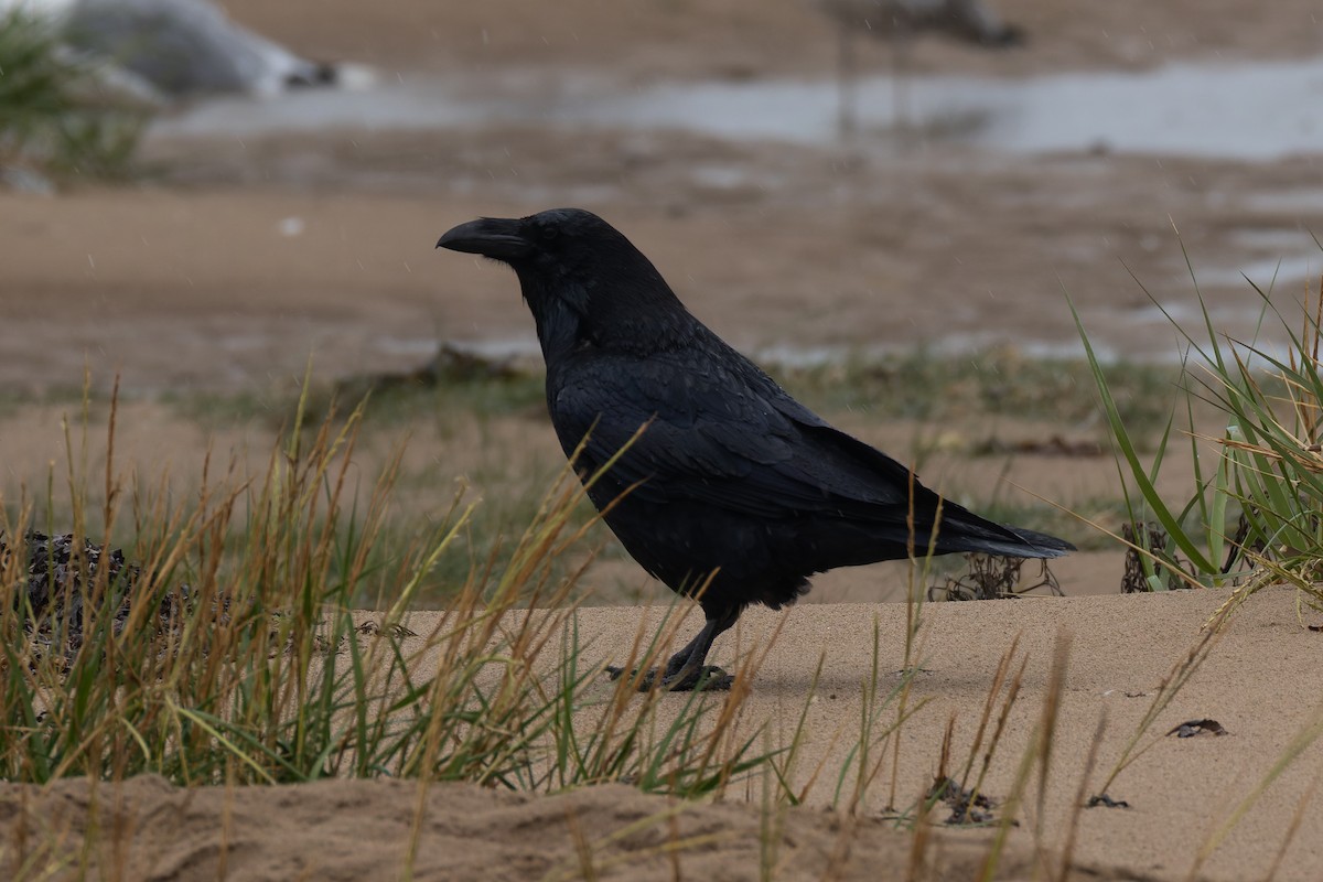 Common Raven - ML641666249