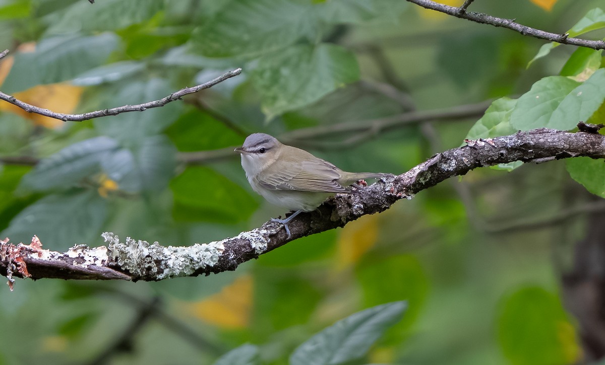 Red-eyed Vireo - ML641666250