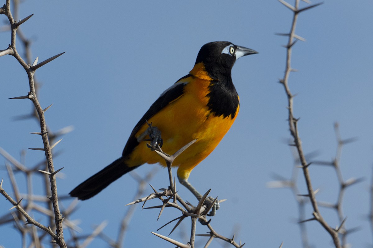 Venezuelan Troupial - ML641666253