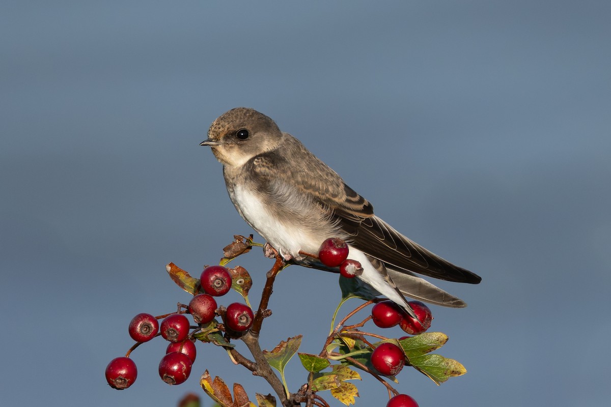 Bank Swallow - ML641666266