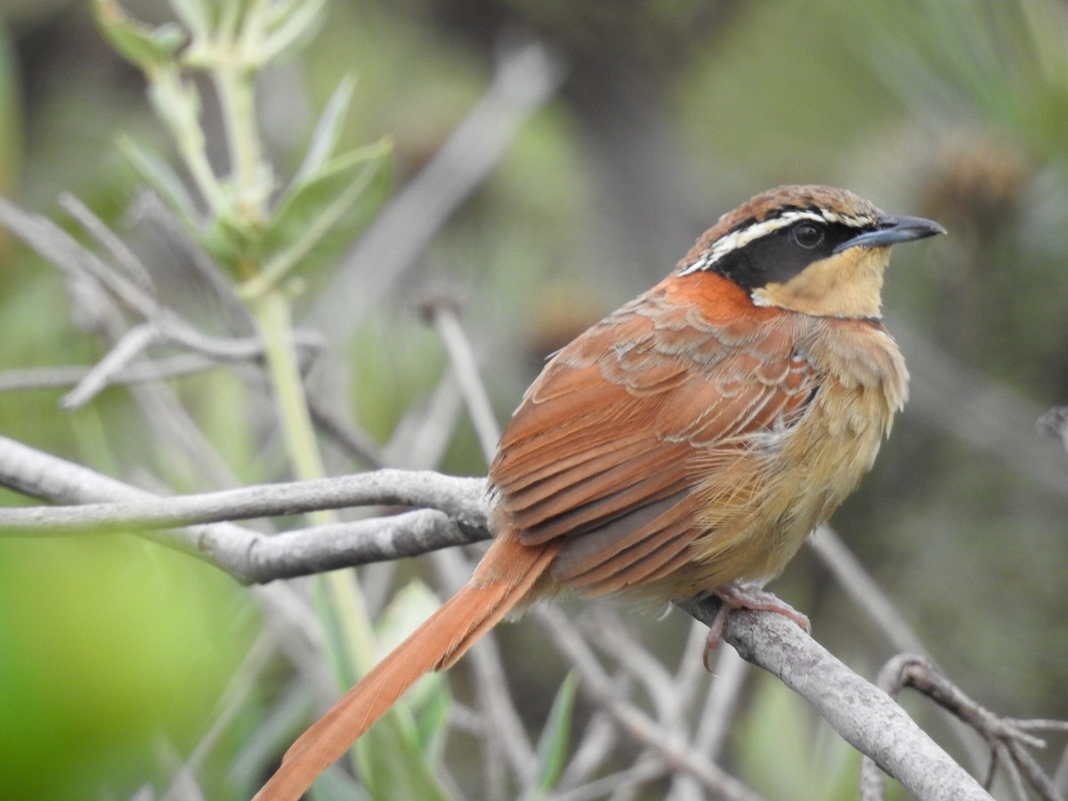 cerradomånesmett (torquata/rufescens) - ML641666269