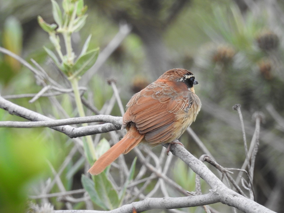 cerradomånesmett (torquata/rufescens) - ML641666270