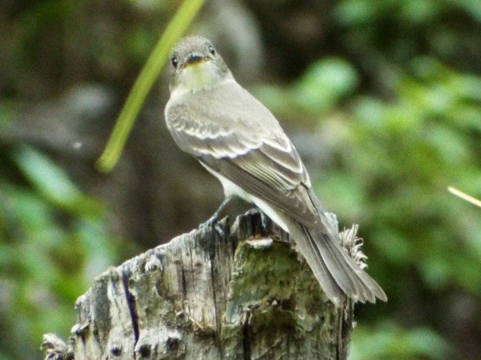 Western Wood-Pewee - ML641666278