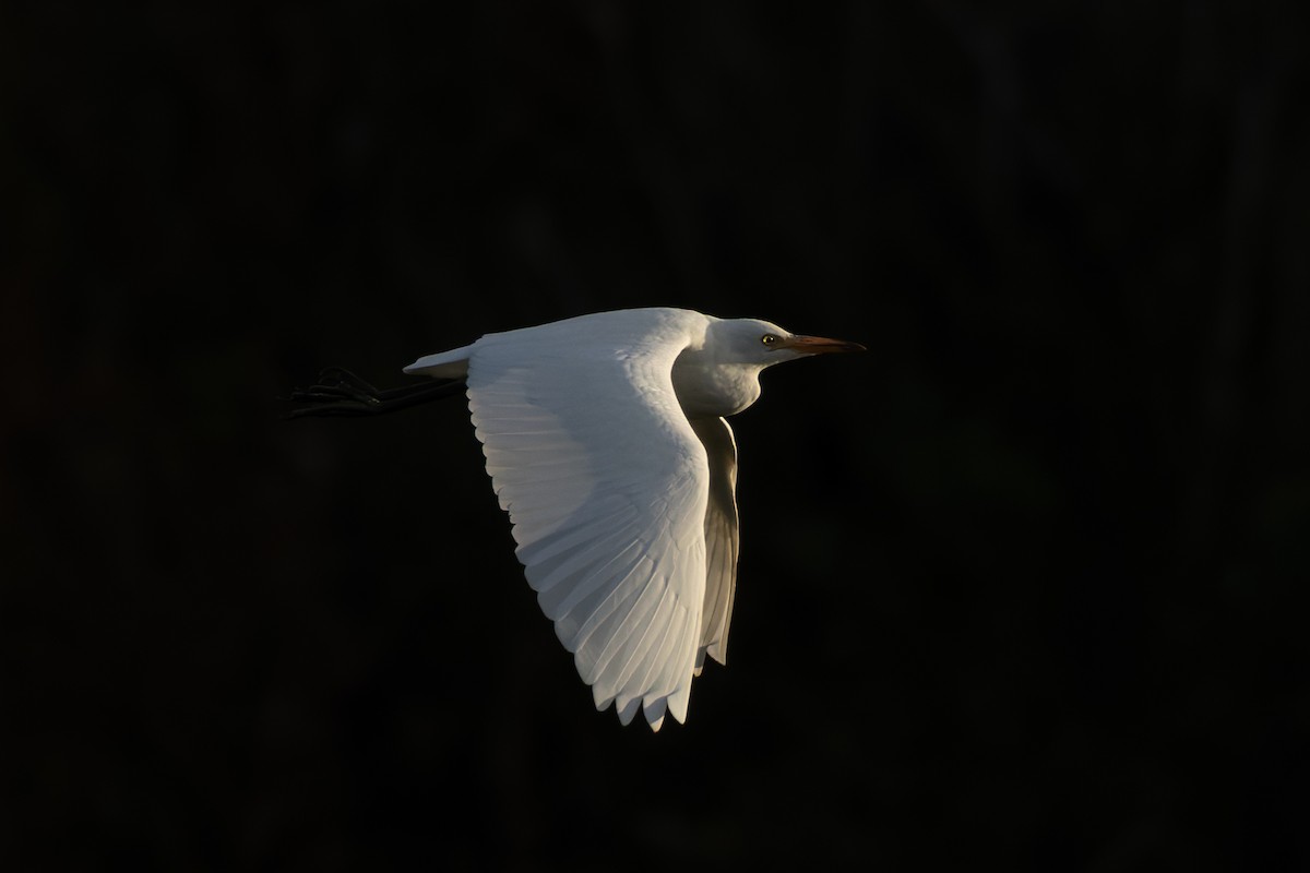 Western Cattle-Egret - ML641666284