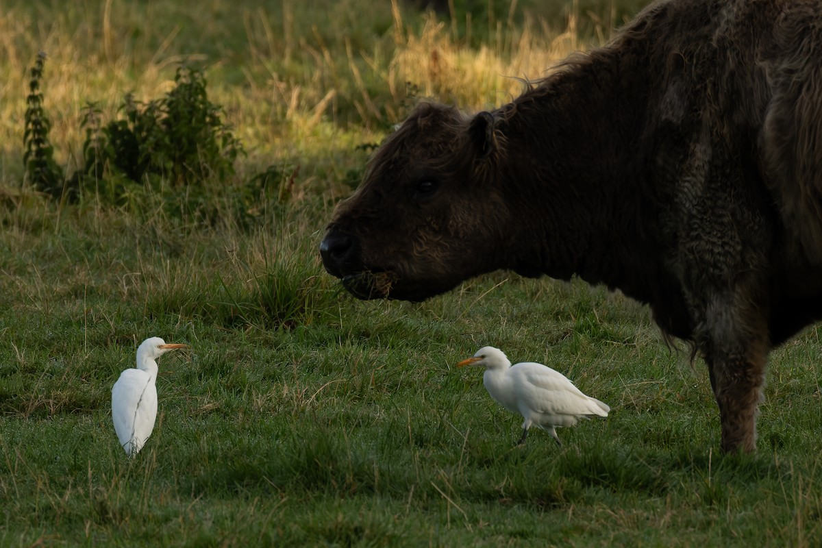 Western Cattle-Egret - ML641666285