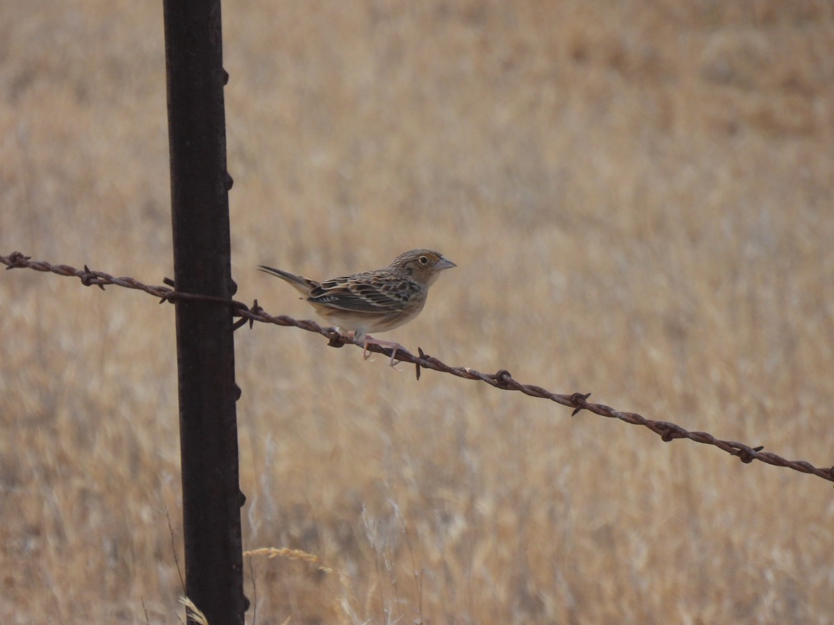 Grasshopper Sparrow - ML641666287