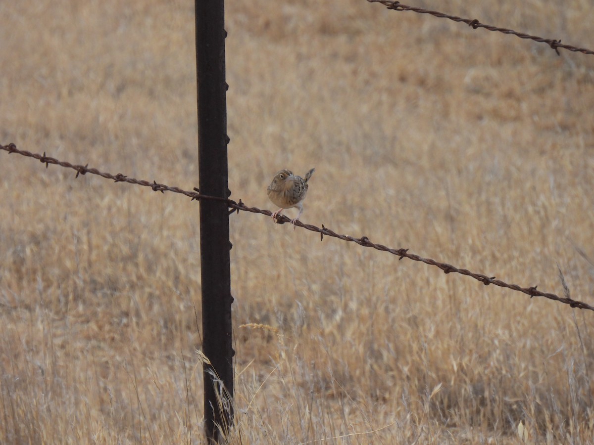 Grasshopper Sparrow - ML641666291
