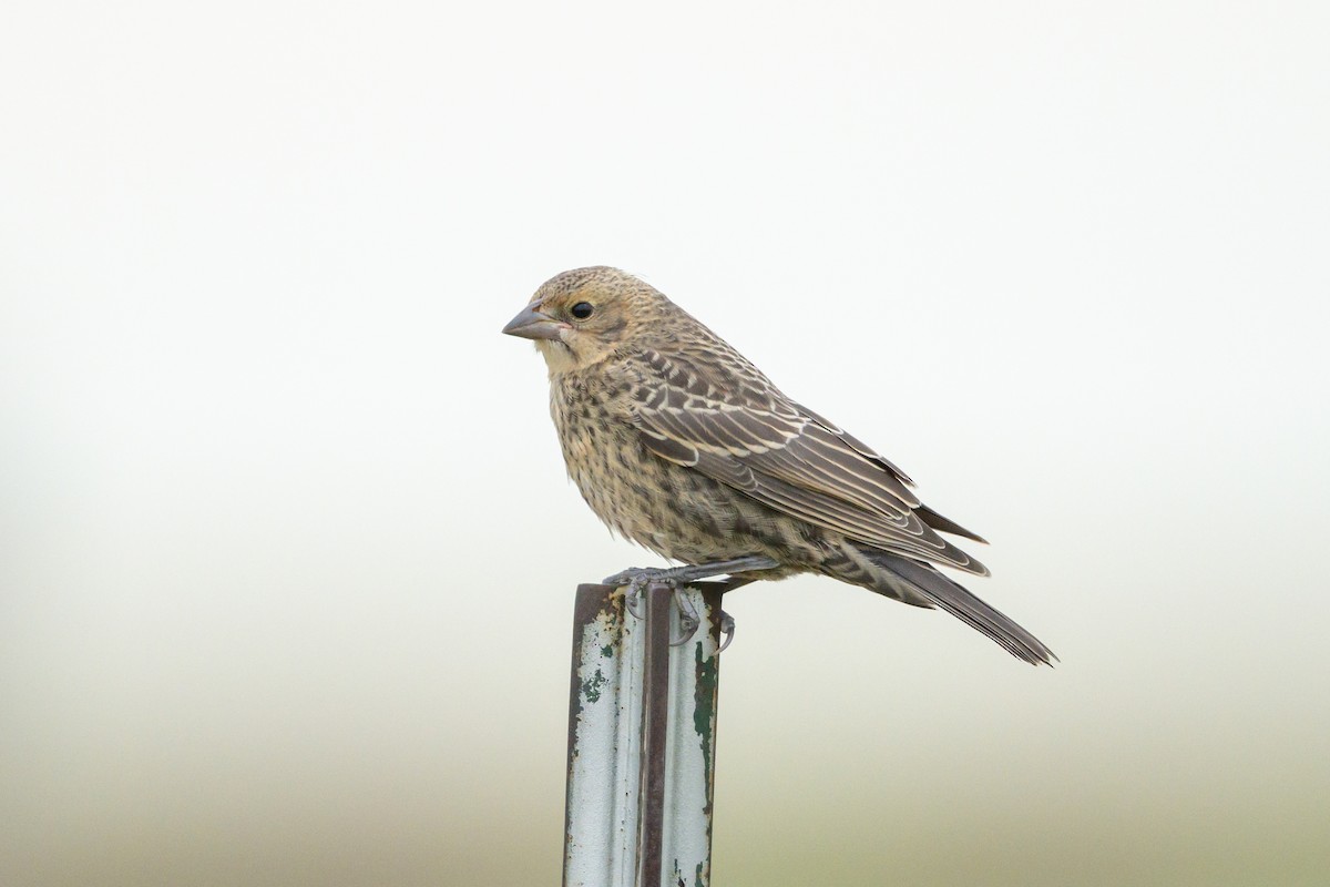 Brown-headed Cowbird - ML641666292