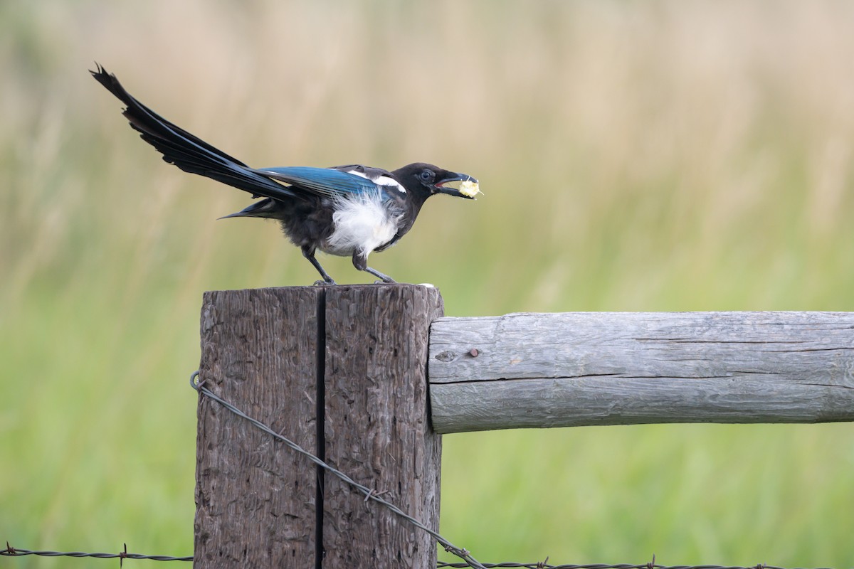 Black-billed Magpie - ML641666313