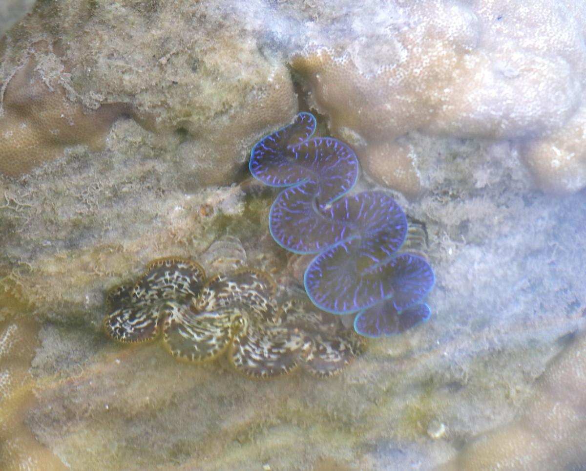 Animali - ML641666318