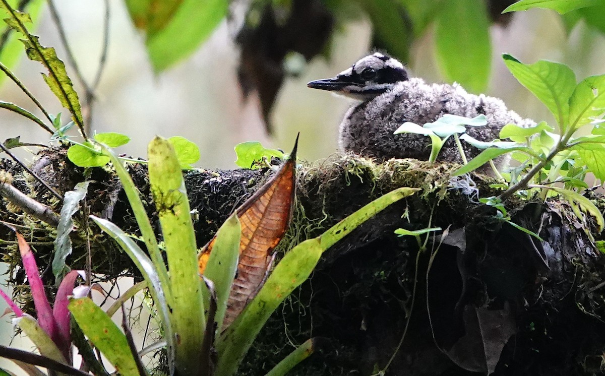 Sunbittern (Northern) - ML641666338